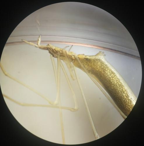 Rhomphaea rostrata