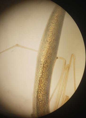 Rhomphaea rostrata