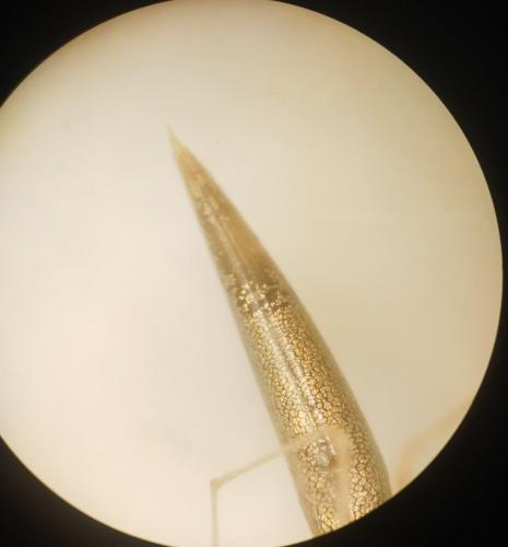 Rhomphaea rostrata