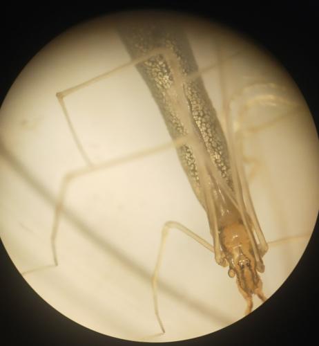 Rhomphaea rostrata