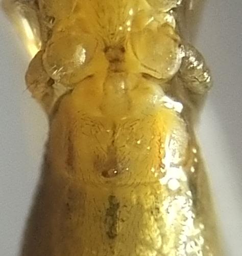 Rhomphaea rostrata