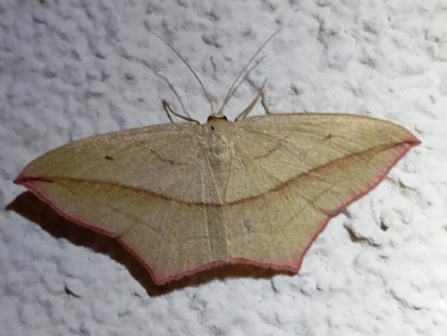 Timandra comae