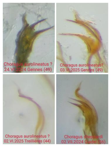 Choragus divers