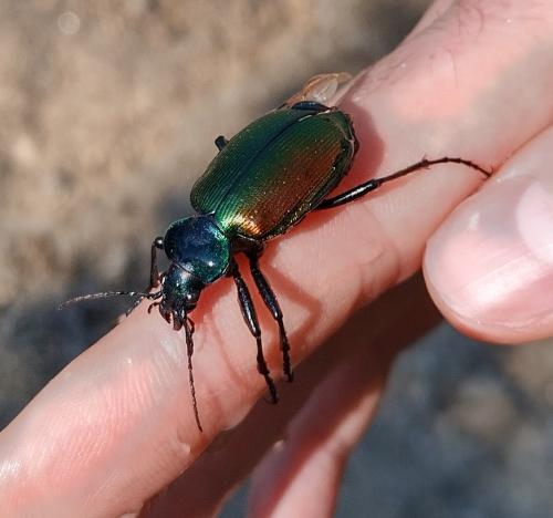 Réf. 359 954 : Calosoma sycophanta