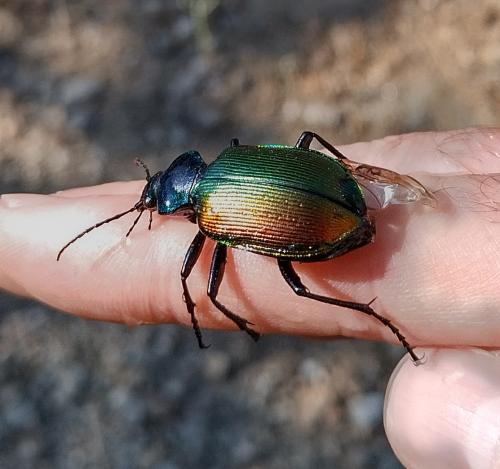 Réf. 359 955 : Calosoma sycophanta