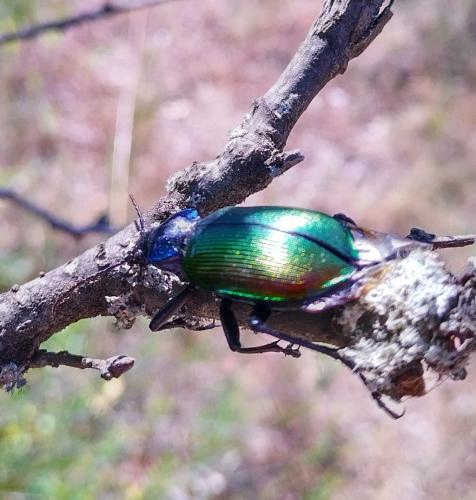 Réf. 359 956 : Calosoma sycophanta