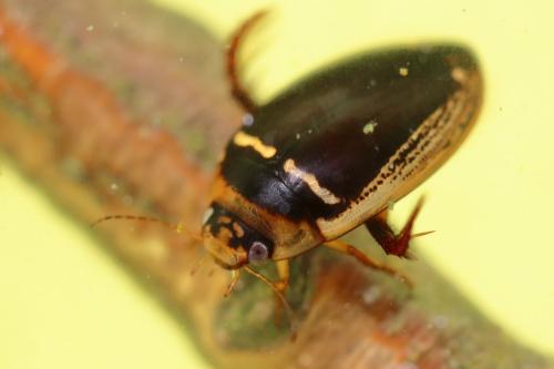 Hydaticus transversalis