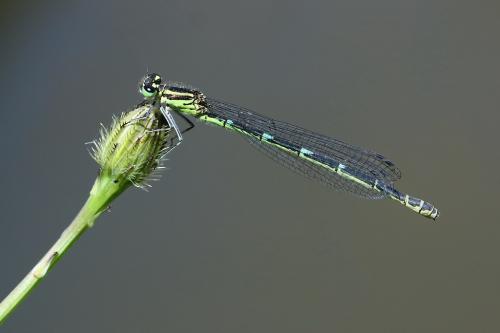 Coenagrion sp.