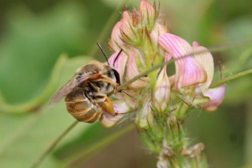 Réf. 359 548 : Eucera cineraria