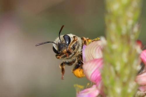 Eucera cineraria