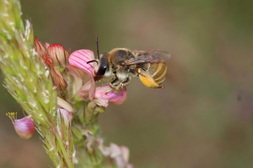 Eucera cineraria