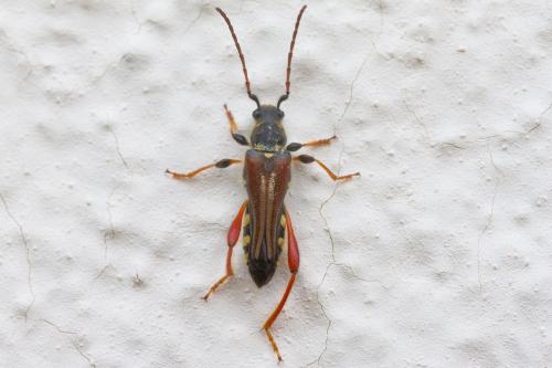 Réf. 359 041 : Stenopterus rufus