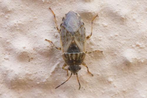 Platyplax salviae