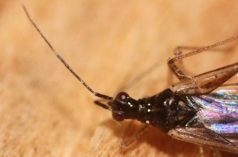 Dicyphus errans