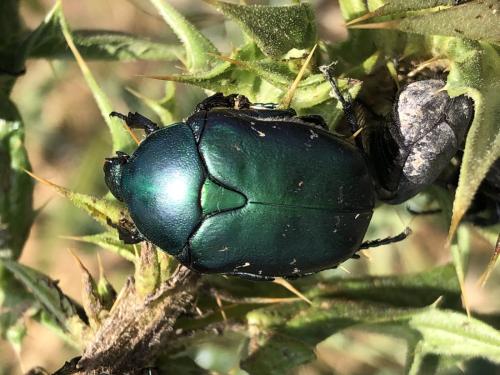 Réf. 359 642 : Protaetia afflicta