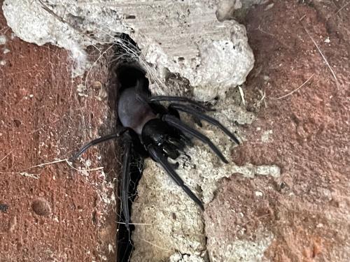 Segestria florentina