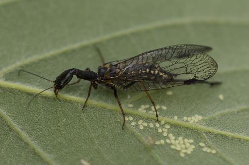 Phaeostigma notatum