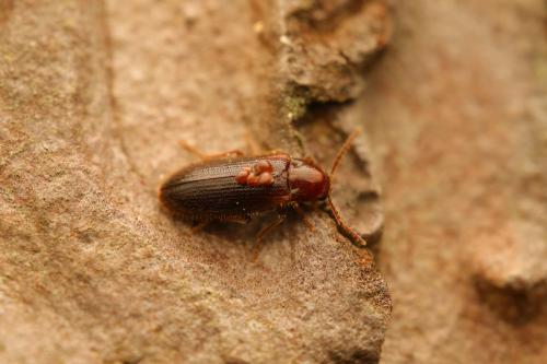 Zilora obscura