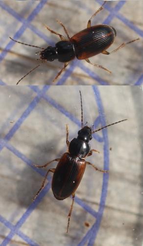 Stenolophus mixtus