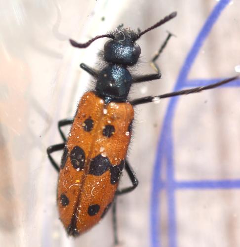 Mylabris hieracii