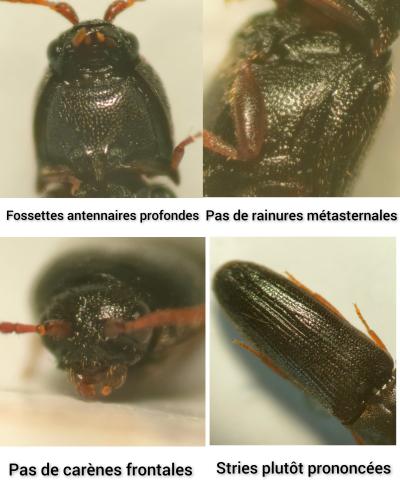 Indéterminé