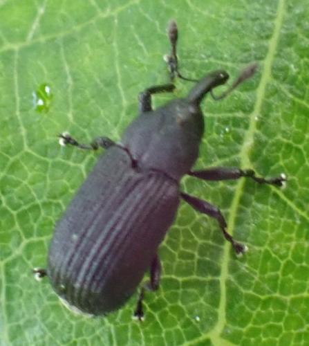 Magdalis sp.