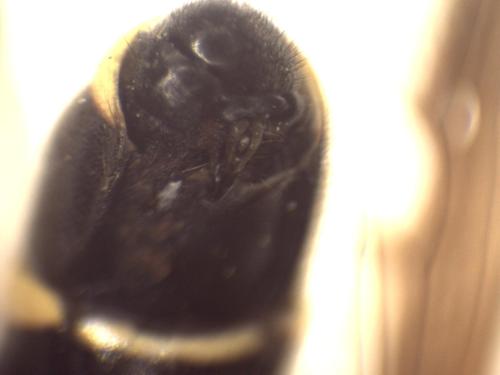 Sphiximorpha subsessilis