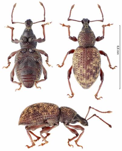 Otiorhynchus sp.