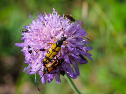 Rutpela maculata