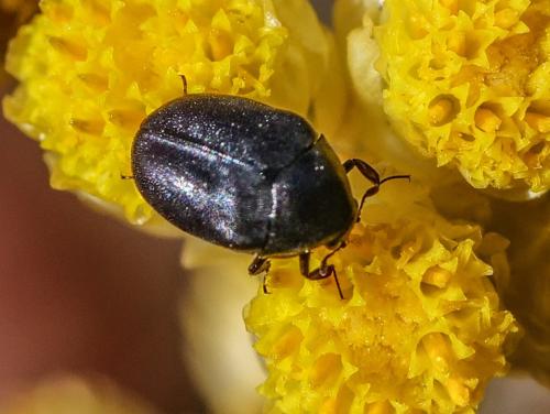 Réf. 359 684 : Orphilus sp.