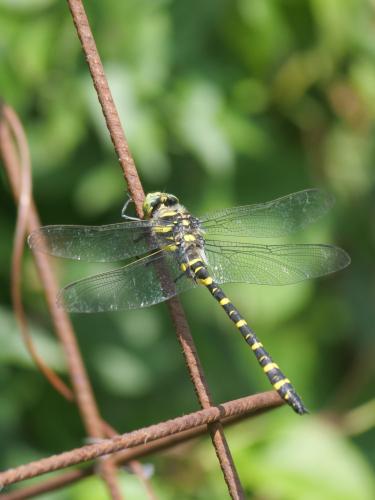 Cordulegaster boltonii