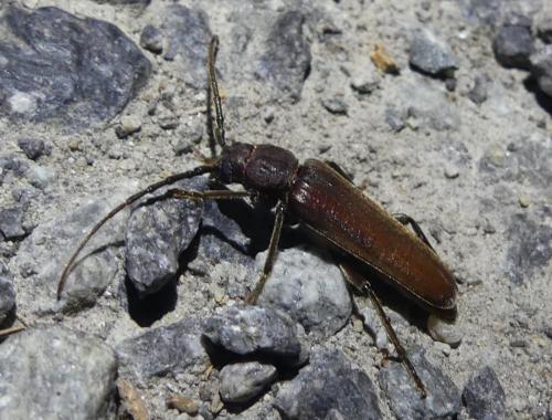 Arhopalus sp.