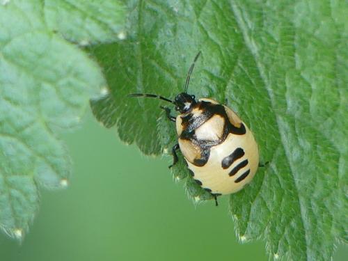 Tritomegas bicolor