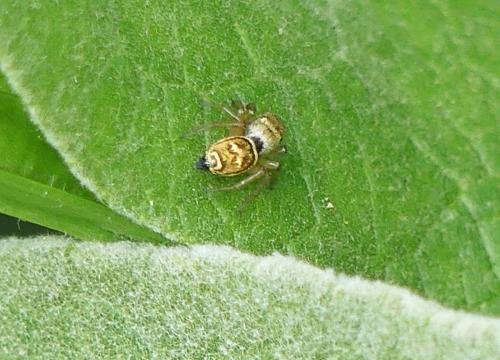Heliophanus tribulosus