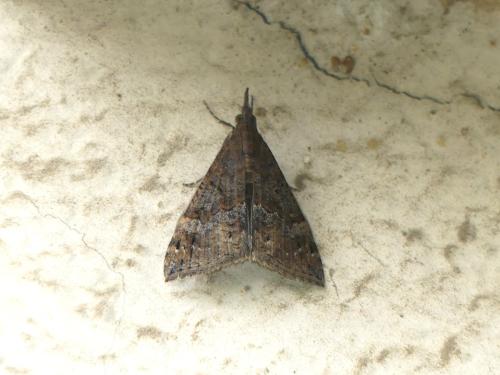Hypena obsitalis