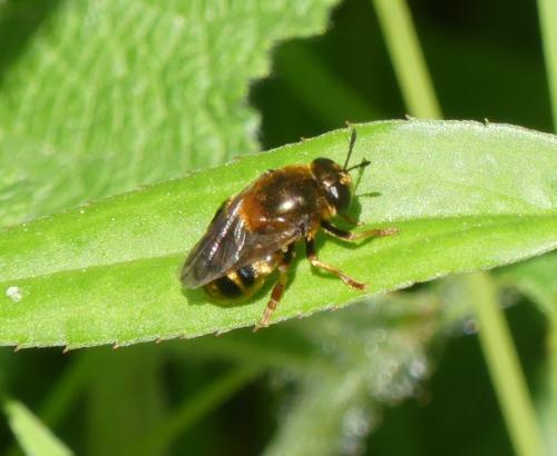 Microdon sp.