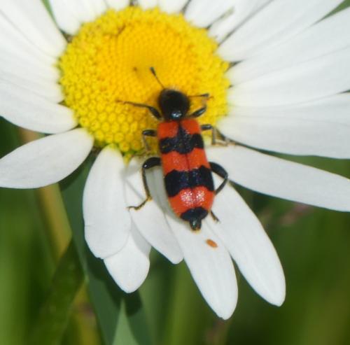 Trichodes apiarius