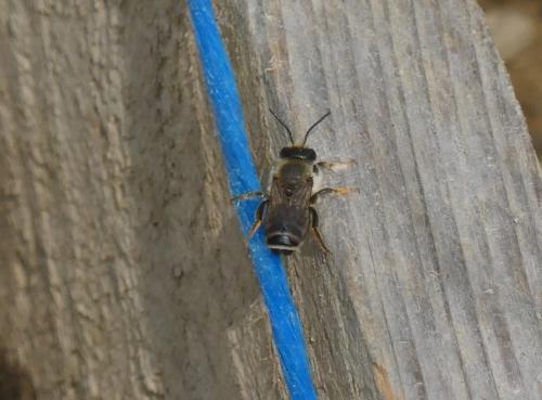 Megachile ericetorum