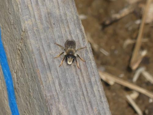 Megachile ericetorum