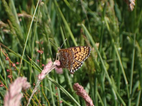Melitaea cinxia