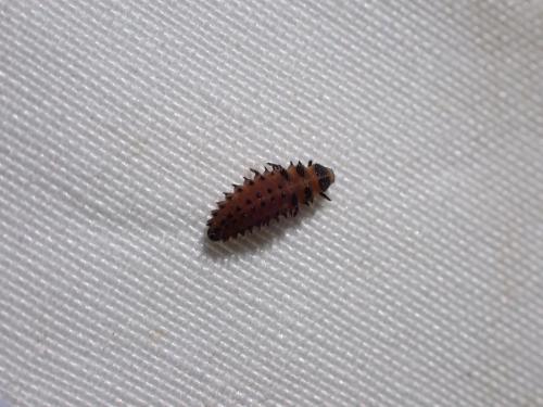 Réf. 359 294 : Chilocorus renipustulatus