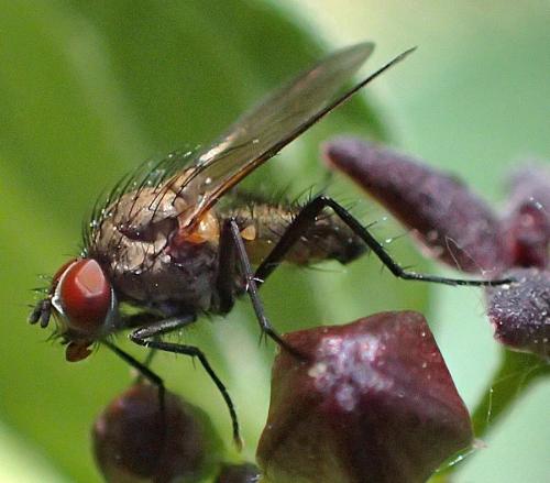 www.galerie-insecte.org/galerie/image/dos359/big/P5170116_modif.JPG