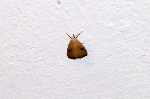 Rivula sericealis
