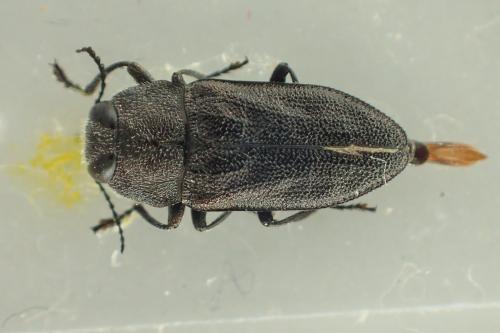 Anthaxia rugicollis