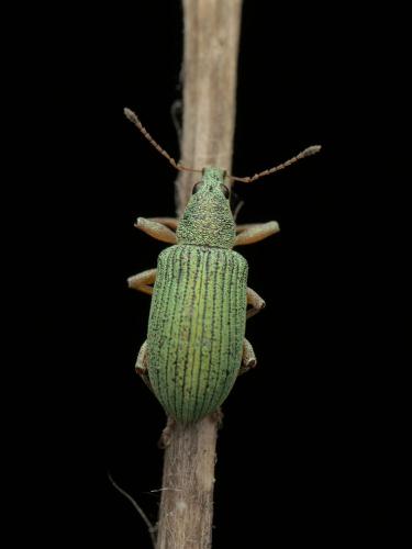Polydrusus formosus