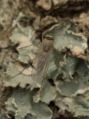 Neurigona quadrifasciata