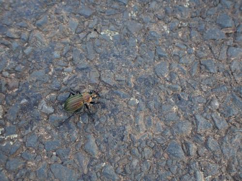 Réf. 359 227 : Carabus cancellatus