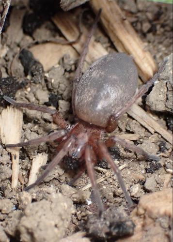 Drassodes sp.