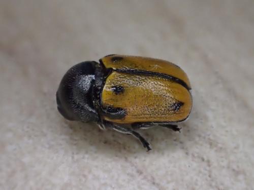 Cryptocephalus rugicollis