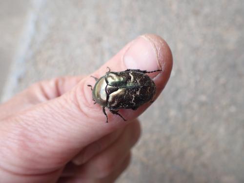 Réf. 359 873 : Potosia cuprea